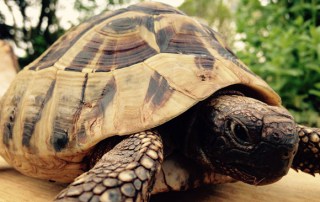 Lebensberater Ausbildung