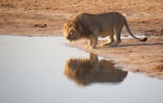Metapher: Die Löwengeschichte