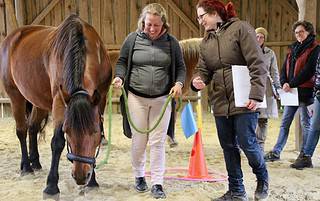 Horse Assisted Coaching: Wie du und dein Pferd Gruppen optimal begleiten könnt