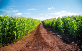 Metapher: Zwei Brüder