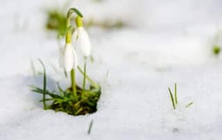 Metapher: Das Schneeglöckchen