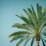 Metapher: Die Palme mit der schweren Last